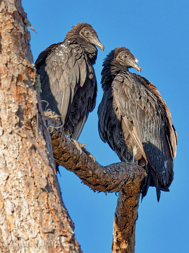 rodman bird wildlife vulture palatka florida usa