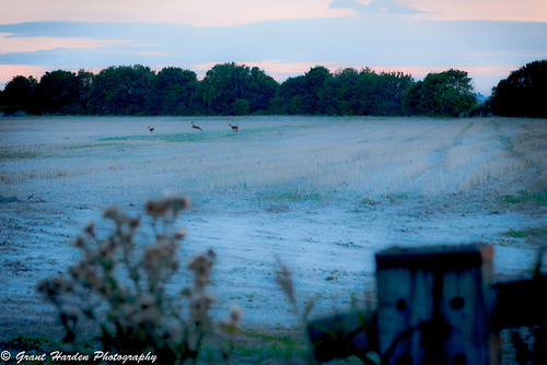 canon 1dsmk3 24105l suttononsea lincolnshire dogwalking walking deer field evening sunset