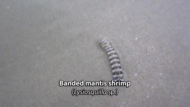 Banded mantis shrimp (Lysiosquilla sp.)