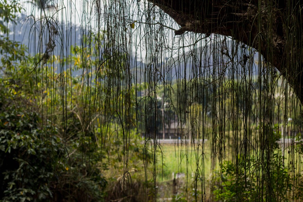 Cortina de cipó | Uma cortina de cipó formada em uma árvore … | Flickr
