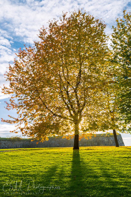 Autumn tree in Oslo