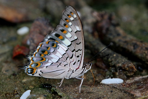 butterfly thailand nakhonsawan kongkien insect nymphalidae nature