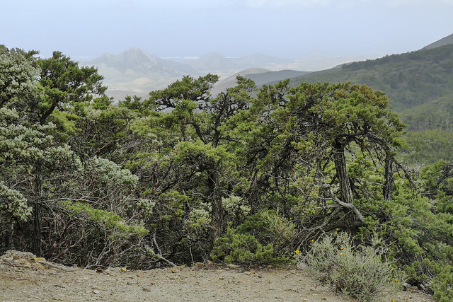 Sargent Cypress, Cuesta Ridge Botanical Area, and View to Morros