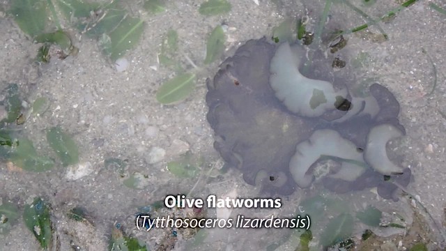 Olive flatworm (Tytthosoceros lizardensis)