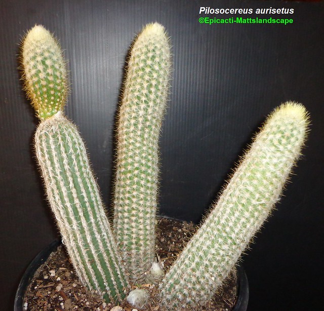 Pilosocereus aurisetus (Growth example pic #4)