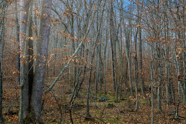 Timberlands Forest in Late Fall