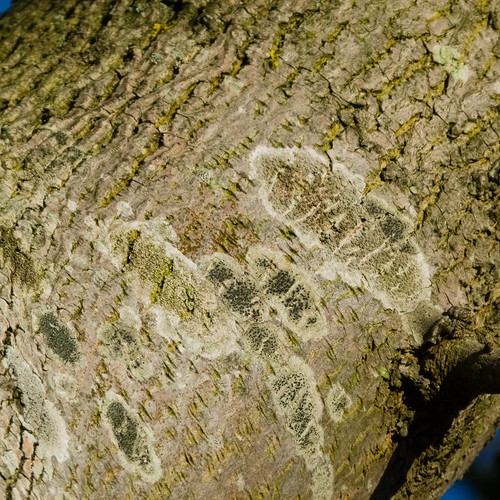 Lichen on roadside tree, Berkswell