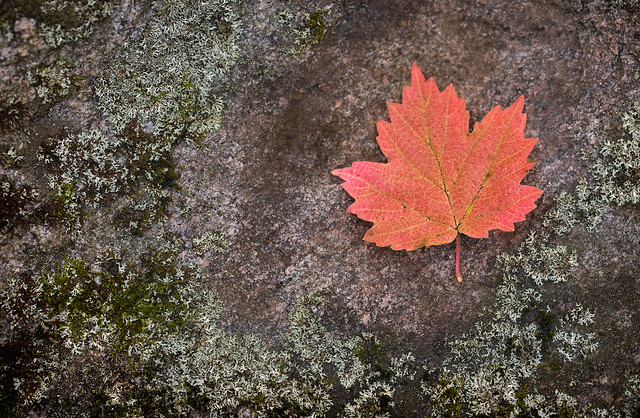 Canadian Autumn