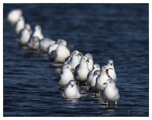 seagulls flockofseagulls gulls clarencecannonnationalwildliferefuge pikecounty missouri nikon d850 600mmnikkor