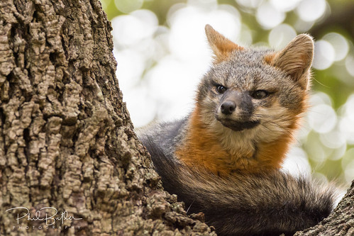 Gray Fox up in a Tree