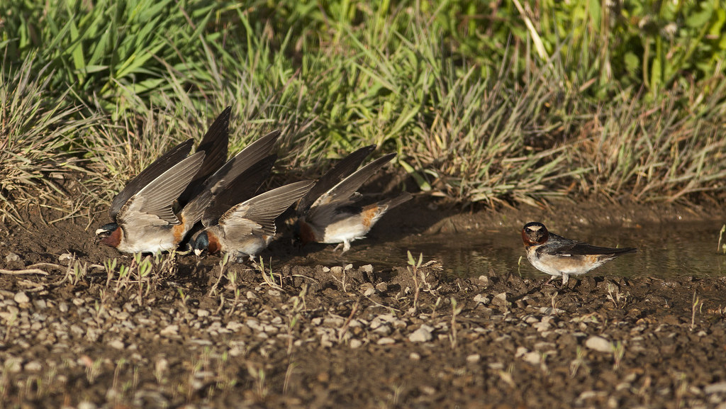 Cliff Swallows mining mud (Explored)