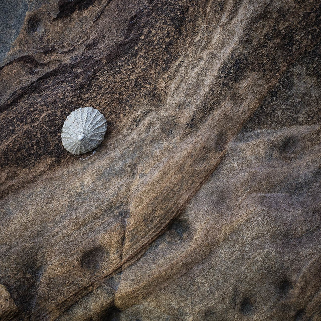 Limpet Abstract