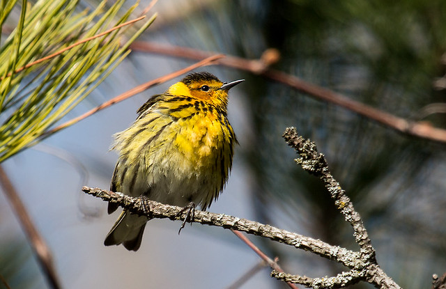 IMG_0502  Cape May Warbler