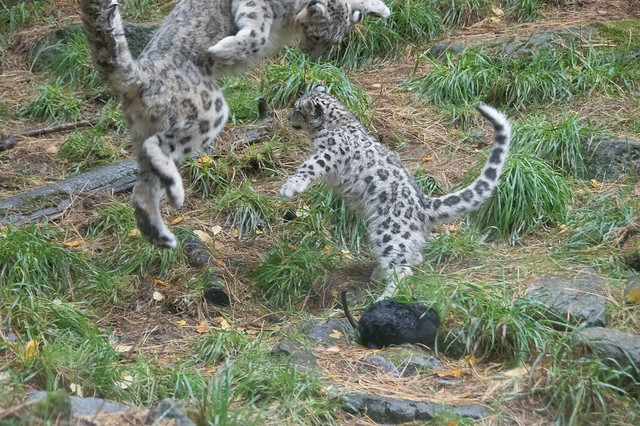 Snow Leopard Dance
