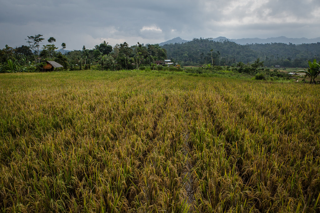 A view of paddy field in Tri Budi Syukur village, West Lampung regency, Lampung province, Indonesia on November 04, 2017.