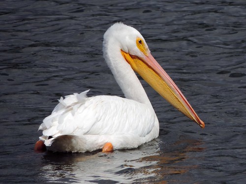texas birds pelicans water