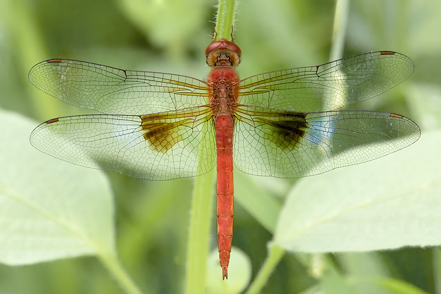 Coral-tailed cloudwing (Male dragonfly)