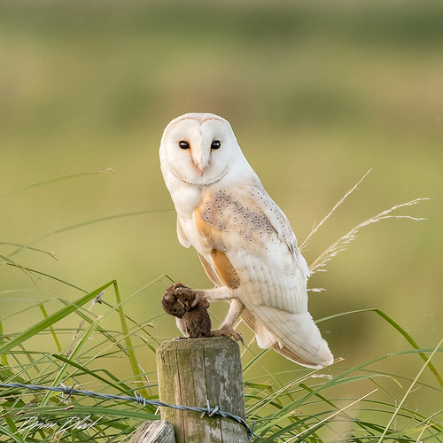 Barn Owl with kill | by BrianBlock