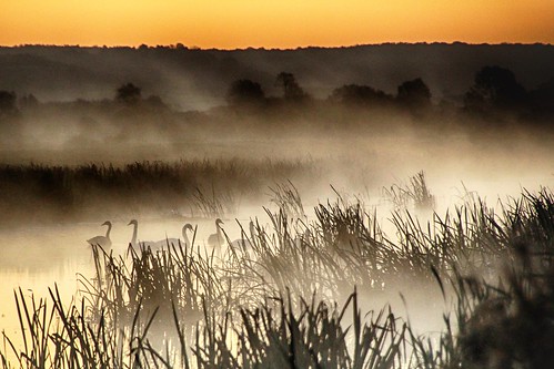 ksd somerset levelsandmoors slm river drain channel watercourse reed morning sunrise beforesunrise presunrise mist fog silhouette nature natural scenic scenery outside outdoor countryside rural greylake kingssedgemoordrain landscape somersetlevels swan swans