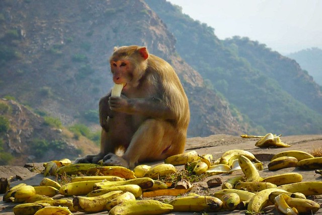 Happy monkey, hills of Jaipur, India