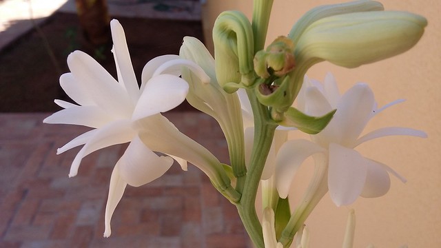 Flor Angélica (Polianthes tuberosa)  //  Angelica Flower (Polianthes tuberosa)