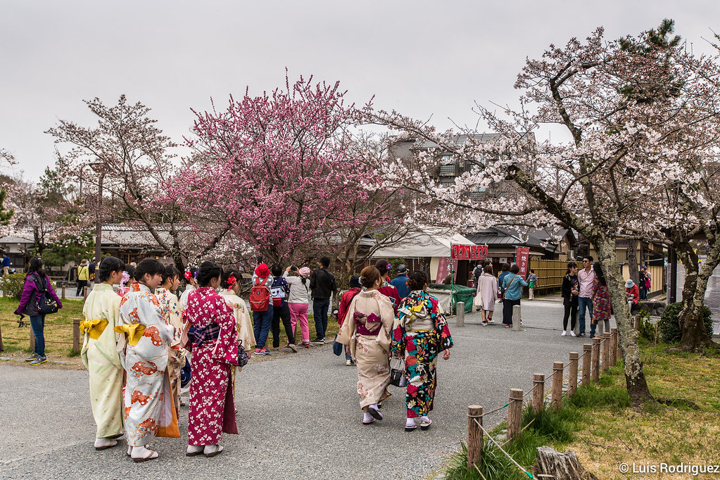 Chicas con kimono de alquiler paseando entre los cerezos de Arashiyama