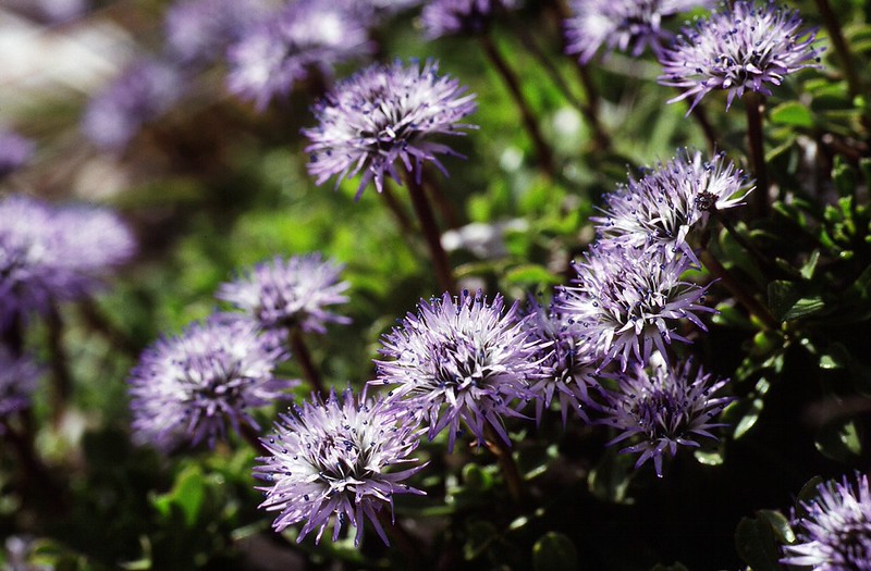 t9801167F | Herzblättrige Kugelblume (Globularia cordifolia). Ampezzaner Dolomiten, 02.06.1998