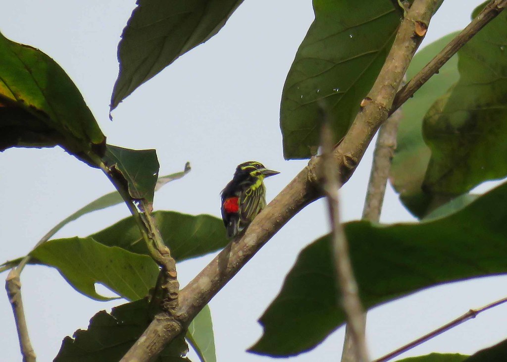 Red-rumped Tinkerbird at Kakum, Ghana | Red-rumped Tinkerbir… | Flickr