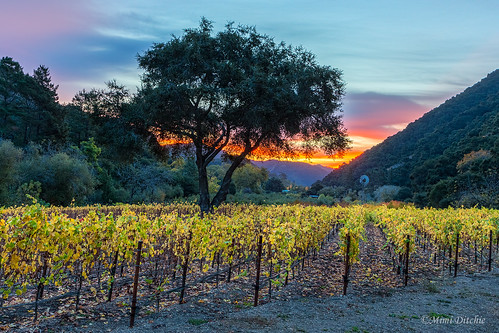 seecanyon orchard sunrise tree vineyard getty gettyimages mimiditchie mimiditchiephotography