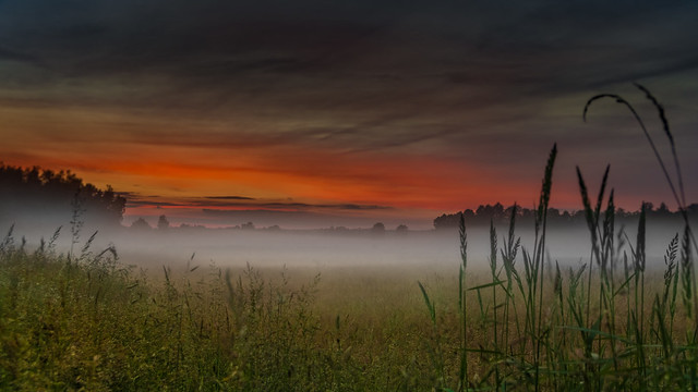 Misty meadow 2