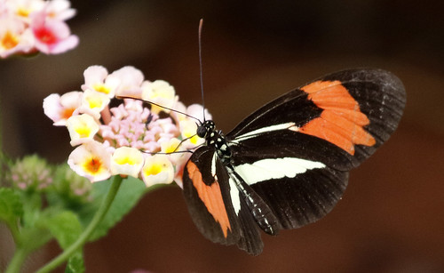 brazil jardimdaamazonia butterfly