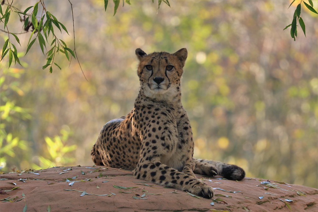 Fastest animal on land | Beautiful proud Cheetah | Flickr