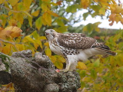 Red-tailed Hawk, Conneaut Twp. Park, Ashtabula Co., OH 11-6-2017