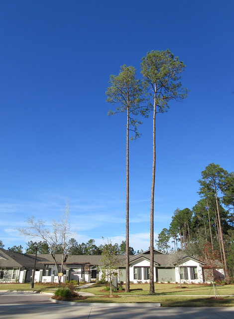 Two tall pine trees