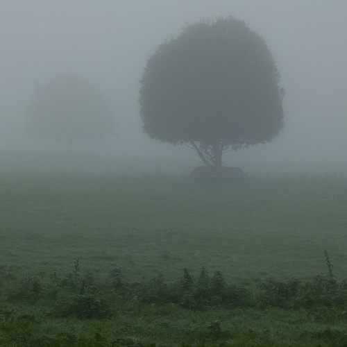 Lone tree, misty autumn morning