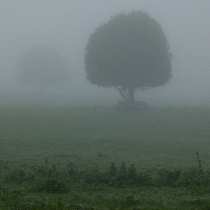 Lone tree, misty autumn morning