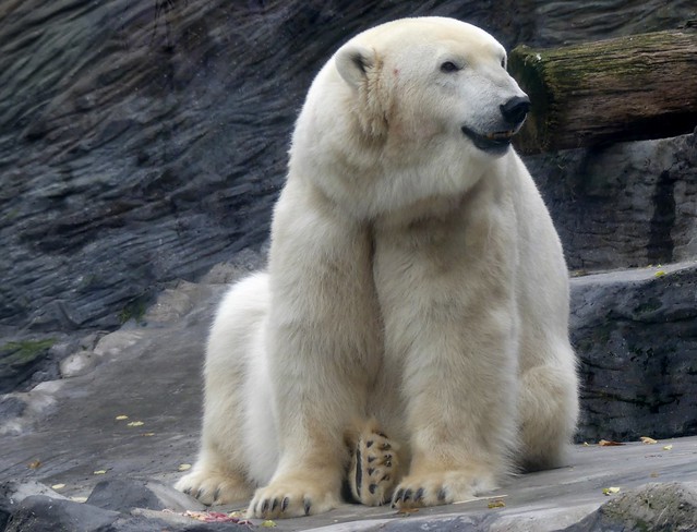 Polar Bear BORA