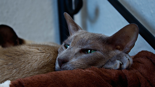Relaxing | by Lady_Flocculonodularis