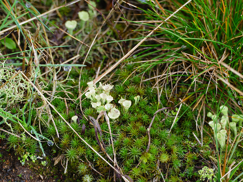 Lichen growing through moss, Malvern Hills