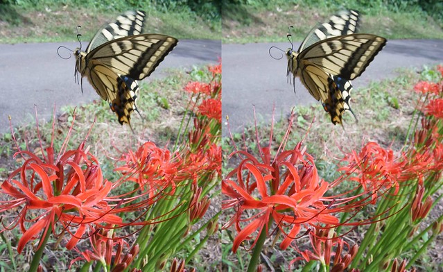 Papilio machaon, stereo parallel view