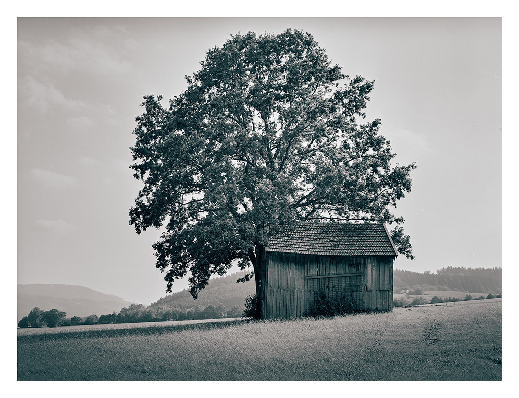 Barn and tree