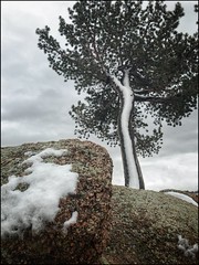 Loan tree on the Laramie range