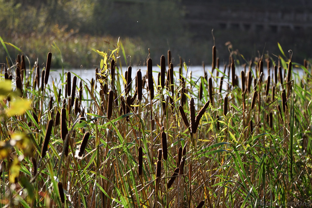 River Rushes Uk River Rushes | Yorkshire Sculpture Park, Wakefield, West Yor… | Flickr