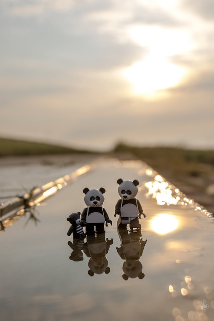 Pandas in a puddle