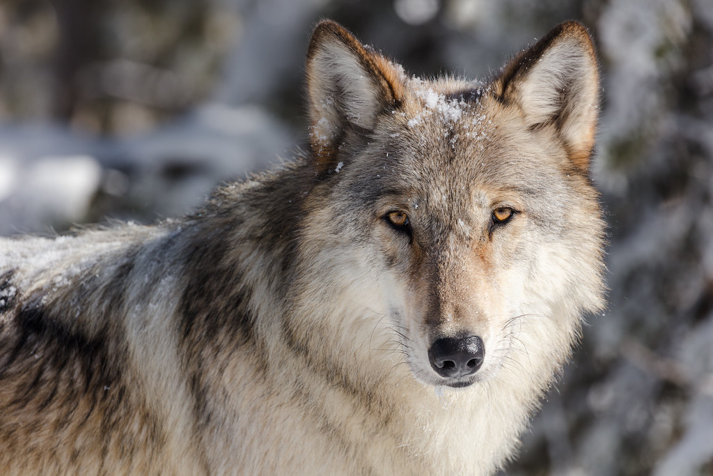 Wolf portrait taken from a vehicle in a pullout