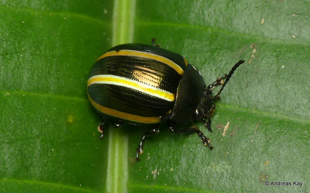 Leaf beetle, Chrysomelidae