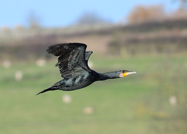 Cormorant on the wing