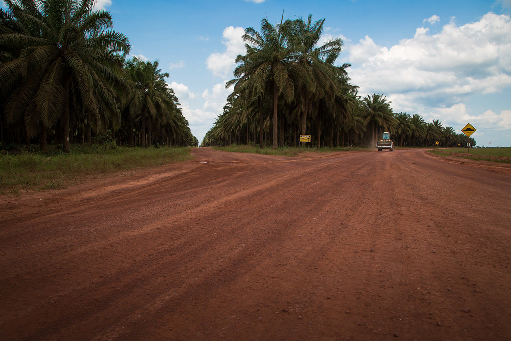 Road inside Oil Palm Factory Plantation.