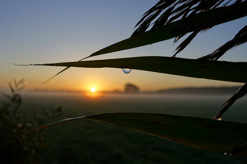 sunrise sun morning dew droplets sky field polder plants dewdrops