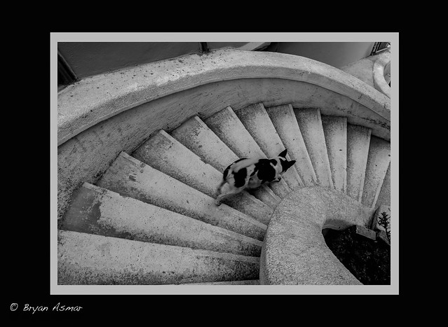Cat Portrait (komodo stairs istanbul Stairs, Galata, Istanbul, Turkey)
